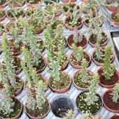 Meksika Kaktüs (Austrocylindropuntia Verschaffeltii) İthal 5.5 Cm Saksıda - 2