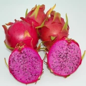 Pitaya-Ejder Meyvesi Özel Tür CONDOR, Torbada - 1
