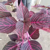 Alacalı Kolyoz Çiçeği, Saksıda thumbnail 1