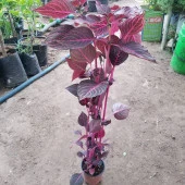 Alacalı Kolyoz Çiçeği, Saksıda thumbnail 2