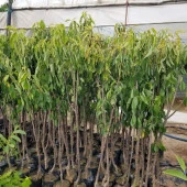 3 Yaş Aşılı Tam Bodur Kiraz Fidanı, Torbalı thumbnail 2