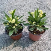 İTHAL Orijinal SARI Euphorbia Milii / Dikenler Tacı Küçük Saksıda - 3