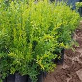 3 Yaş Aşılı Deve Dişi Nar Fidanı, Torbada - 2