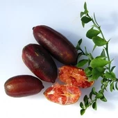 5 Yaş Aşılı Finger Lime BYRON SUNSHIRE, Torbada - 1