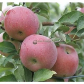 3 Yaş Aşılı Fuji Zheen Aztec Elma Fidanı, Torbada thumbnail 1