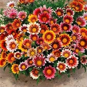 Meramlı Kız Gazania Çiçeği Tohumu 1 PAKET (20 adet) - 1