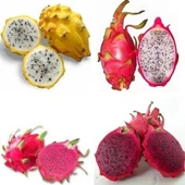 3 lü Pitaya Dragon Fruit Fidanı Seti  (Beyaz Kırmızı Sarı) - 1
