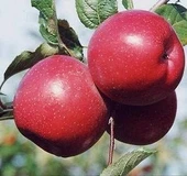 3 Yaş, Aşılı Elma Fidanı FUJİ ZHEN AZTEC, Torbada thumbnail 1