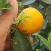 5 Yaş Aşılı İri Kamkat Obovata Erkenci Kamkat Fidanı, Torbada - 1