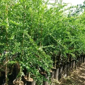 5 Yaş Aşılı Finger Lime BYRON SUNSHIRE, Torbada - 2