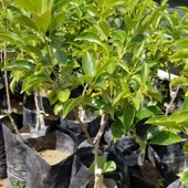 Aşılı Trabzon Hurması Cennet Elması Fidanı, Torbada - 3