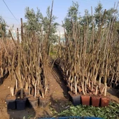 4 Yaş Aşılı Chandler Amerikan Cevizi, Saksıda thumbnail 2