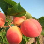 4 Yaş Aşılı Mikado Erkenci Kaysı Fidanı, Saksıda thumbnail 1