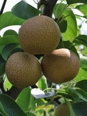 3 Yaş Aşılı Naşi Armudu, Saksıda thumbnail 2