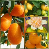 4 lü Aşılı Özel Narenciye Fidanı Pakedi (Kamkat, Limon, Mandalin, Portakal) - 1