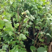 Rubus idaeus L. Yediveren Ahududu Fidanı, Torbada - 2
