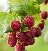 Rubus idaeus L. Yediveren Ahududu Fidanı, Torbada - 1