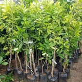 4 Yaş Aşılı Pomela Şadok Fidanı, Torbada thumbnail 2