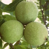 Aşılı Şebin Cevizi Fidanı, Torbada - 1
