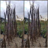 4 Yaş Aşılı Chandler Bodur Ceviz Fidanı, Torbada - 2