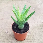 Minyatür Aloevera, 5.5 Cm Saksıda thumbnail 1