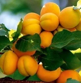 4 Yaş Aşılı Malatya Kayısı Fidanı, Saksıda thumbnail 1