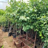 4 Yaş Aşılı Tyrinthe (Tirintine) Kayısı Fidanı, Saksıda - 2