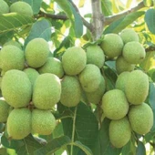 Aşılı Kaman Cevizi Fidanı, Torbada - 1