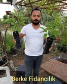 3 Yaş Aşılı Zutano Avakado Fidanı, Torbada thumbnail 2