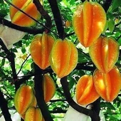 2 Yaş Yıldız Meyvesi Carambola Fidanı, Torbada - 1
