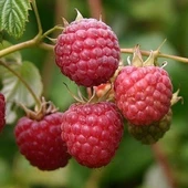 Royalty Kırmızı Yuvarlak Ahududu Fidanı, Torbada thumbnail 1