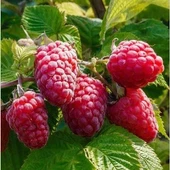 Malling Promise İTHAL İri Ahududu, Torbada thumbnail 1