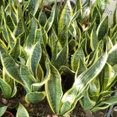 Büyük Boy Peygamber Kılıcı Sansevieria Trifasciata, Saksıda thumbnail 1