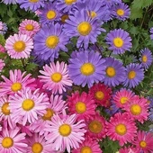 Aster Çiçeği Karışık Renk Çiçek Tohumu 1 PAKET (50 Adet) - 1