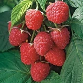 Heritage Kırmızı Ahududu Fidanı, Torbada thumbnail 1