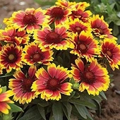 Menaz (Ay Yıldız) Çiçeği, Gayret Çiçeği 1 PAKET (50 Adet) - 1