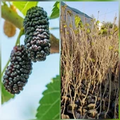 3 Yaş Aşılı Avusturalya Yediveren Karadut Fidanı, Torbada - 1