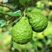 6 Yaş Aşılı Bergamot Fidanı, Saksıda - 1
