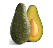 3 Yaş Aşılı Zutano Avakado Fidanı, Torbada thumbnail 1