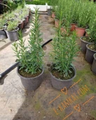 Biberiye Fidanı, Doğal - 1