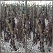 2 Yaş Aşılı Chandler Bodur Ceviz Fidanı, Torbada thumbnail 2