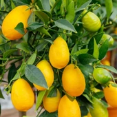 3 Yaş Aşılı Limonkamkat Tavaresquat  Fidanı, Torbada - 1