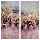 3 Yaş Bodur Zakkum Fidanı, Saksıda - 2