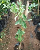 4 Yaş Aşılı Tropikal Alacalı Limon Fidanı, Torbada thumbnail 3