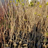 3 Yaş Aşılı Avusturalya Yediveren Karadut Fidanı, Torbada - 2