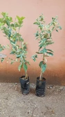 6 Yaş Aşılı  Tropikal Alacalı Limon Fidanı, Torbada thumbnail 2