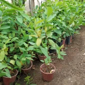 Bodur Kırmızı Guava Fidanı, Saksıda thumbnail 2