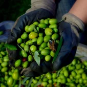 Tüplü Sınırlı Üretim Picholine Zeytini (Fransa Menşei) Fidanı thumbnail 1