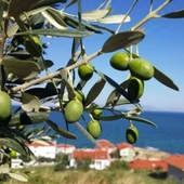 Tüplü Tunus Menşei Chemlali Zeytini Fidanı - 1
