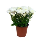 Kuğu Beyazı Saksılı Kasımpatı Krizantem Chrysanthemum 10-20 cm - 1